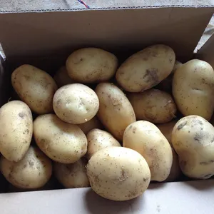 Precio de semilla de patata fresca, precio de venta al por mayor, precio de patata dulce, tonelada
