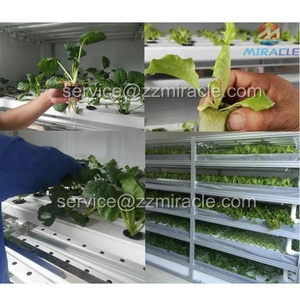 Sistema <span class=keywords><strong>de</strong></span> crecimiento <span class=keywords><strong>de</strong></span> lechuga hidropónica - Product Image 3