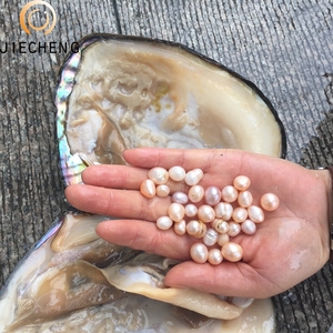 Tiram Mutiara Air Tawar Kualitas Tinggi dengan Kerang Mutiara Segar Grosir - Product Image 5