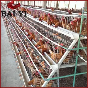 Layer chicken cage design for farm chicken poultry shed