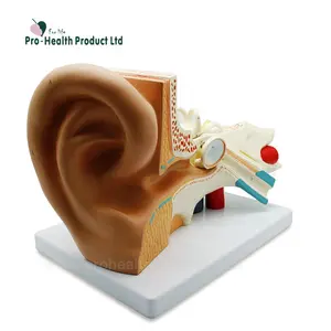 1.5 vezes plástico anatômico médico modelo da orelha