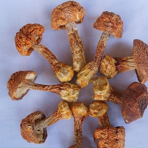 Detan secas <span class=keywords><strong>Agaricus</strong></span> blazei/Nombres de setas - Product Image 4