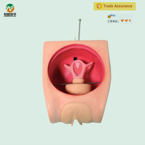 BIX-FT33B ciencia Médica <span class=keywords><strong>de</strong></span> planificación familiar DIU training modelo - Product Image 1