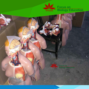 57 cm उच्च एक्यूपंक्चर चिकित्सा मॉडल के लिए मानव शरीर मॉडल - Product Image 4
