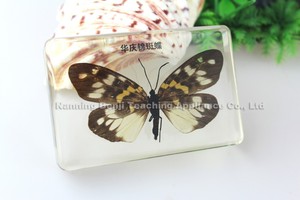 Côn Trùng Bướm Côn Trùng Thực Sự Độc Đáo Nhúng Mẫu Cho Sinh Học Dạy Chuẩn Bị Mầm Non - Product Image 2