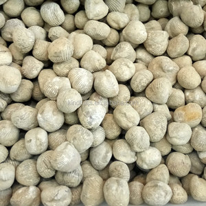 Di Alta Qualità naturale Ostriche Fossili Per La Vendita - Product Image 2