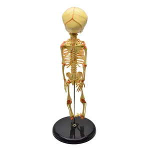 Human articulated fetal skeleton teaching model