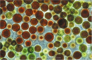 ISO/Халяль/Кошерный астаксантин, порошок, микро-водоросли, гематококкус, астаксантин, супер антиоксидант, масло и порошок - Product Image 5