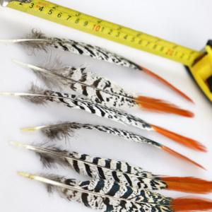 Fornitore Principale di Grandi <span class=keywords><strong>Piume</strong></span> di Fagiano Disponibili - Product Image 3