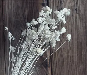 Сушеные натуральные пряжи или цветки Achillea для цветочных композиций