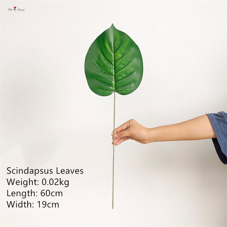 Scindapsus Leaves