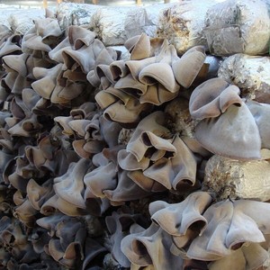 Noires séchées <span class=keywords><strong>champignon</strong></span> oreille/gelée de champignons comestibles/les champignons noirs/champignons oreille bois - Product Image 3
