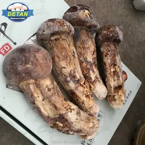 Detan forzen silvestres tricholoma matsutake/hongos de pino precios