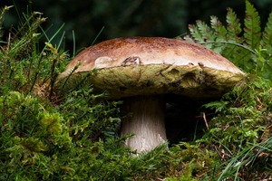 Detan salvaje <span class=keywords><strong>boletus</strong></span> setas por mayor precios - Product Image 6
