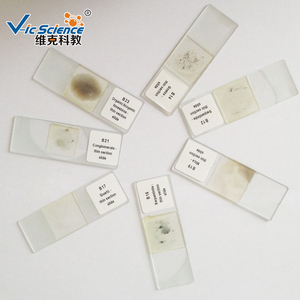 顕微鏡用プレパラートスライド プロフェッショナル地理学 研磨鉱物 薄片プレパラートスライド - Product Image 2