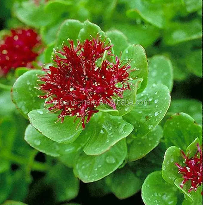 Rosavin 5%/Salidroside 3%/rhodiola rosea powder extract