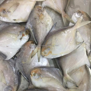 <span class=keywords><strong>Poisson</strong></span> Pomfret <span class=keywords><strong>Argent</strong></span>é Congelé Frais à Prix Bas, <span class=keywords><strong>Poisson</strong></span> Pomfret Blanc Congelé - Product Image 5