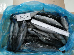 El mejor precio de pescados y <span class=keywords><strong>mariscos</strong></span> <span class=keywords><strong>congelados</strong></span> bonito 300 + - Product Image 1