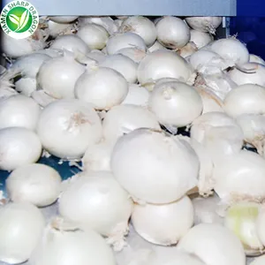 BRC certification best price China whole fresh white onion