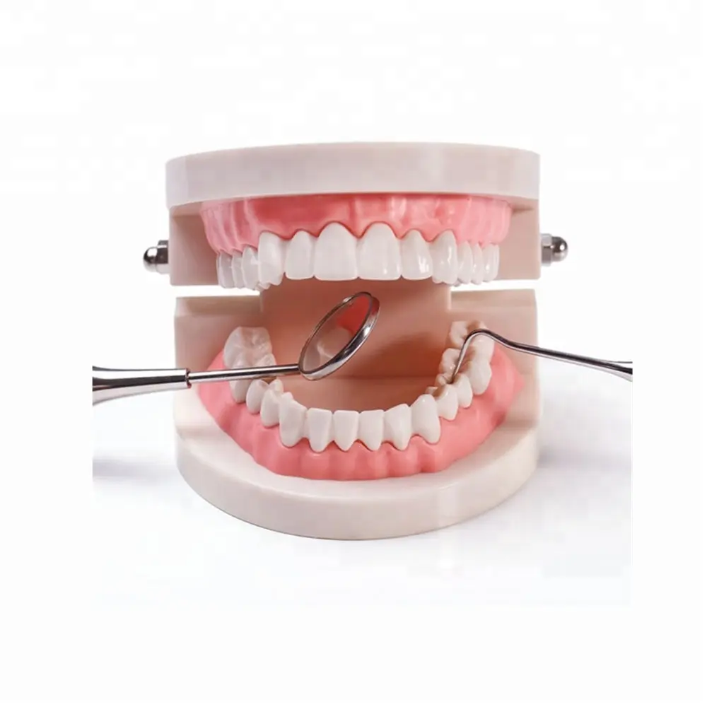 มาตรฐานฟันรุ่น (เหงือกอ่อนสำหรับ28ฟัน) ทันตกรรมโหมดสำหรับแปรงการฝึกอบรมและ Practice