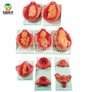 Proceso BIX-A1114 <span class=keywords><strong>de</strong></span> <span class=keywords><strong>desarrollo</strong></span> del modelo anatómico <span class=keywords><strong>de</strong></span> embarazo Fetal - Product Image 1