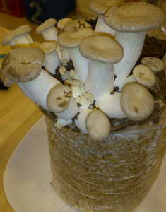 Detan eryngiiキノコ<span class=keywords><strong>mycelium</strong></span>販売 - Product Image 2