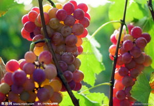 <span class=keywords><strong>ENGRAIS</strong></span> COMPLEXE de formule spéciale NPK 13-4-43 pour le tabac, le café, la tomate, le raisin, les <span class=keywords><strong>agrumes</strong></span> et le thé - Product Image 4
