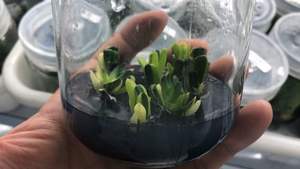 All'ingrosso <span class=keywords><strong>piante</strong></span> <span class=keywords><strong>grasse</strong></span> variegate di <span class=keywords><strong>Haworthia</strong></span> truncata var. Maughanii - Product Image 2