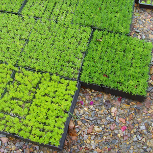 Vert jardin intérieur extérieur <span class=keywords><strong>en</strong></span> <span class=keywords><strong>plastique</strong></span> boîte <span class=keywords><strong>de</strong></span> module Jardinière carrée Plateau - Product Image 4