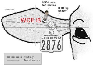 EM4205 EM4305 ISO11784 11785 12mm <span class=keywords><strong>RFID</strong></span> 동물 ID 태그 Eartag 마이크로 칩 동물 추적