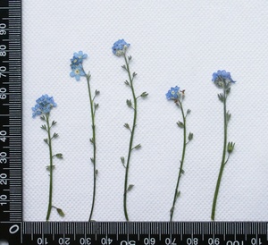 Reale Secchi Premuto Fiore, Dimenticare Me Non con la Filiale - Product Image 2