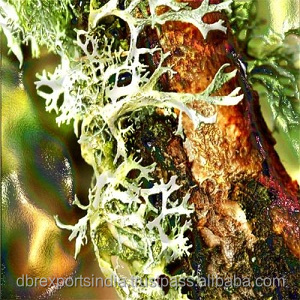 Resin Oakmoss - Product Image 6