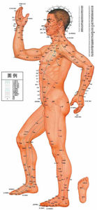 médico chino los <span class=keywords><strong>puntos</strong></span> <span class=keywords><strong>de</strong></span> <span class=keywords><strong>acupuntura</strong></span> gráficos - Product Image 1