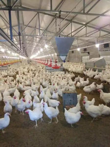 Responsable de la instalación de equipos de granja de animales para pollos de engorde y <span class=keywords><strong>gallinas</strong></span> - Product Image 4
