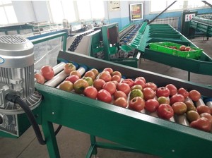 Máquina Clasificadora de Frutas por Tamaño, para Melocotones, Albaricoques y Aguacates - Product Image 2