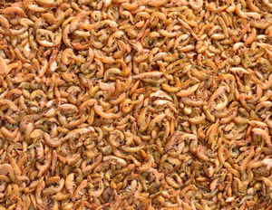 AquaV-soporte personalizado de alta nutrición y alta calidad, gammarus para peces y tortugas - Product Image 2