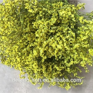 Limonium frescas y secas flor para la decoración de la casa - Product Image 4
