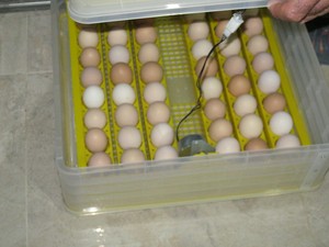 Máy Ấp Trứng Năng Lượng Mặt Trời HHD AC DC Power 112 Máy Ấp Trứng Mini 112 Trứng Gà <span class=keywords><strong>Setter</strong></span> Và <span class=keywords><strong>Hatcher</strong></span> Kết Hợp 5-6 Năm 7.46KG 7.46 - Product Image 5