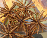Cordyceps Sinensis en polvo Cordiceps Cordyceps Sinensis extracto en polvo