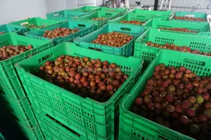 Fruits And Vegetables Fresh Lychee Litchi Not Canned