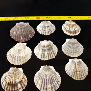 Venta directa de fábrica Conchas de mar de vieira negras crudas Con agujeros o sin agujeros - Product Image 4