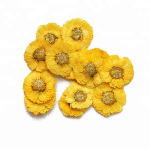 Reale Secchi Premuto Fiore, Mini Daisy - Product Image 1