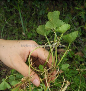 Pentywort-material de té tradicional Natural, Plantas secas asiáticas, gotu kola, hierba de hoja - Product Image 3
