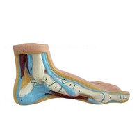 Aides Pédagogiques biologiques L'éducation Silicone Pied Modèle