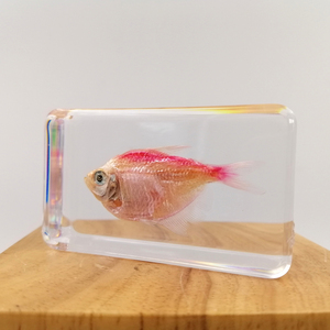 Échantillon de poisson rouge conservé Gephyrocharax Melanocheir enrobé dans un bloc de résine, équipement éducatif biologique, 60*35*18mm - Product Image 3