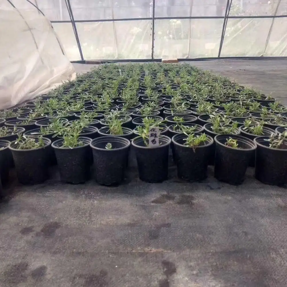 1 Galon Kecil Taman Tanaman Plastik Hitam Nursery Bunga Cepat Pertumbuhan Akar Pot untuk Tanaman