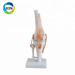 Modelo do corpo humano da articulação do joelho-104 pvc para venda