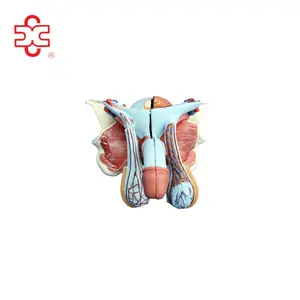 human anatomy model Male Genital reproductive organ models