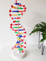 Modelo de ADN Gelsonlab HSBM-369, Modelo de Estructura del ADN