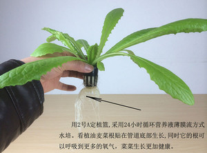 핫 세일 수경 플라스틱 그물 냄비 야채 재배 - Product Image 4